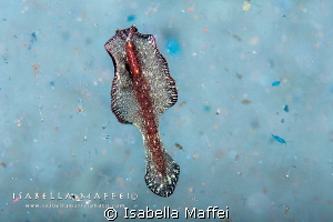   PRIMORDIAL SOUPRaja Ampat flatworm swims marine soup  